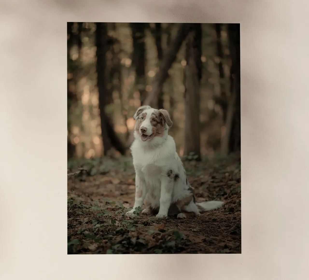 cucciolo nella foresta pellicola backlit da animal story home
