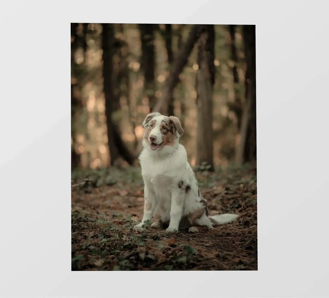 cucciolo nella foresta pellicola backlit da animal story home