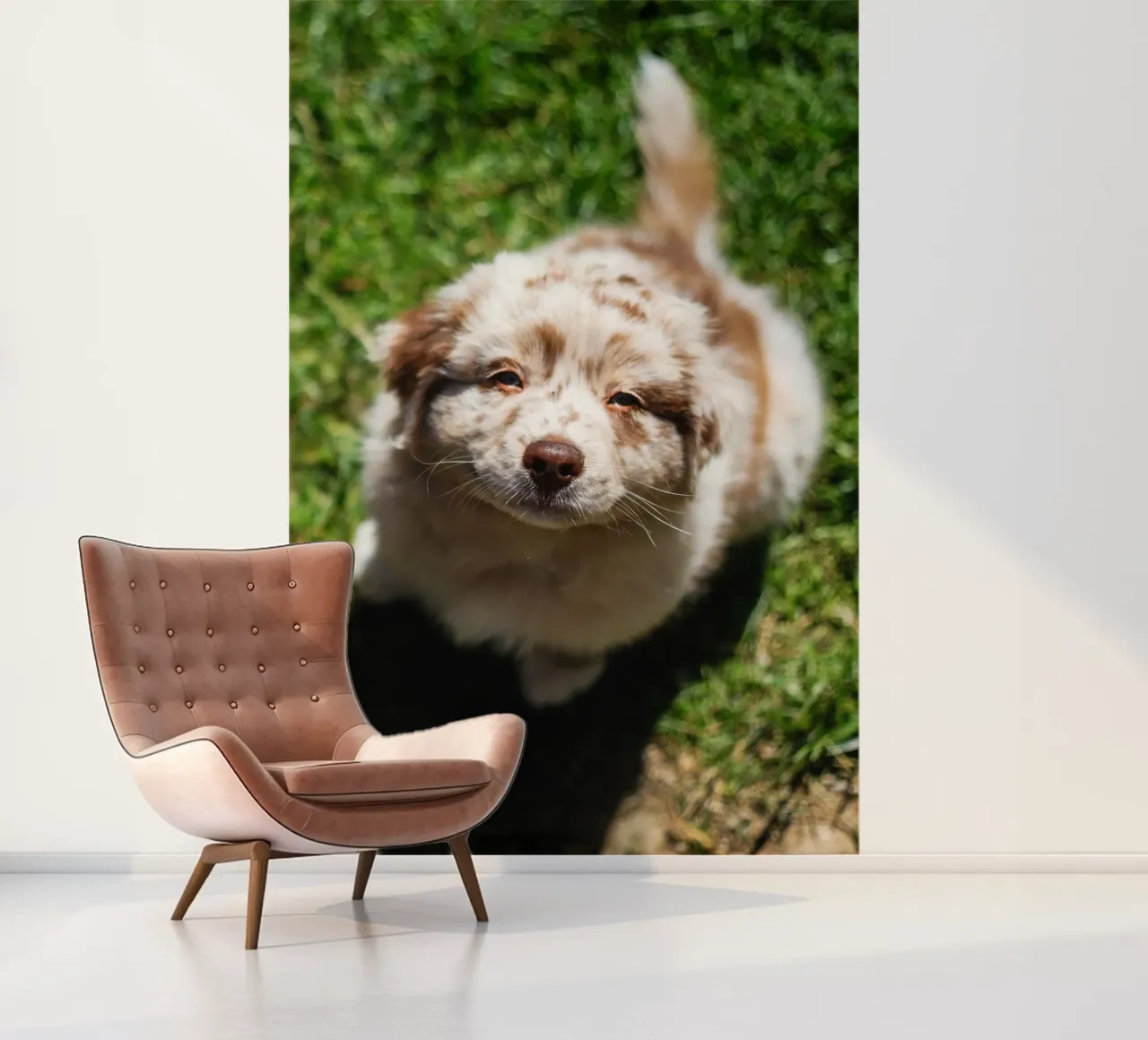 puppy smiling on the grass photo wallpaper by animal story home