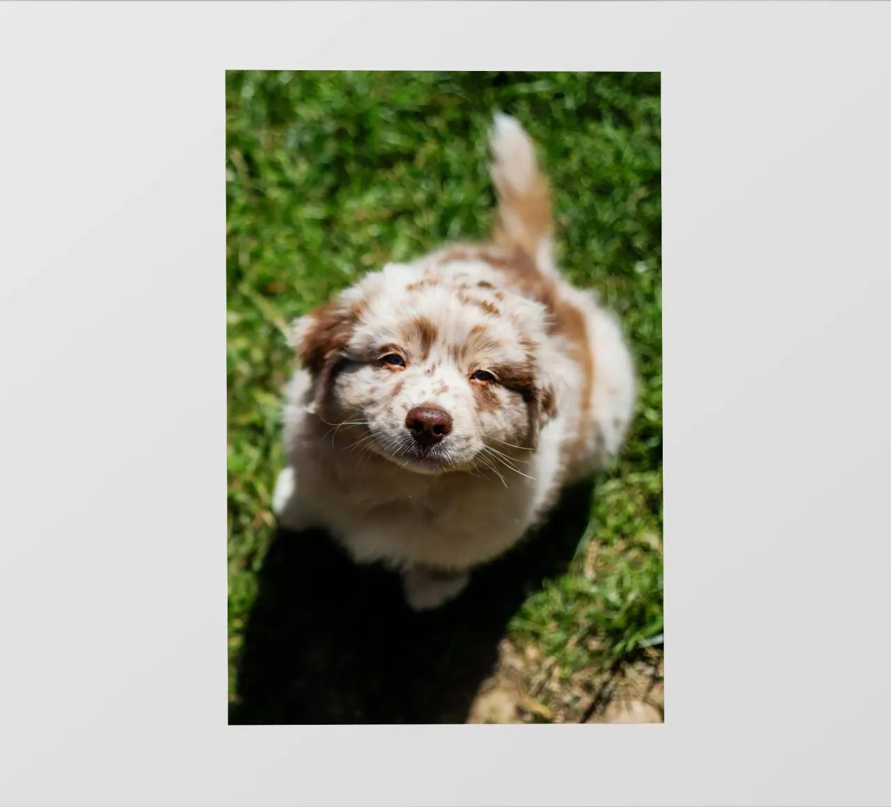 puppy smiling on the grass photo wallpaper by animal story home