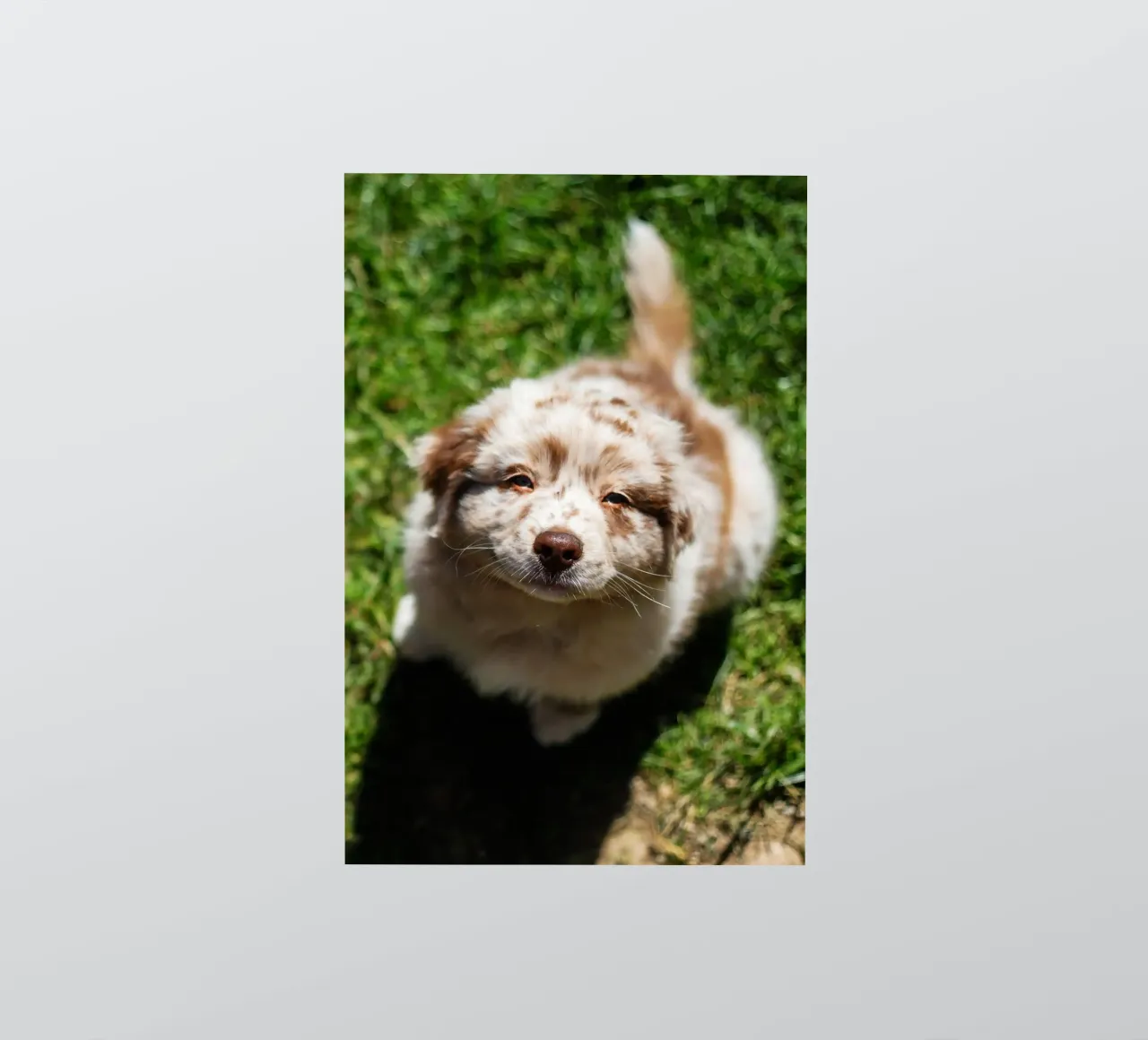puppy smiling on the grass sticker by animal story home