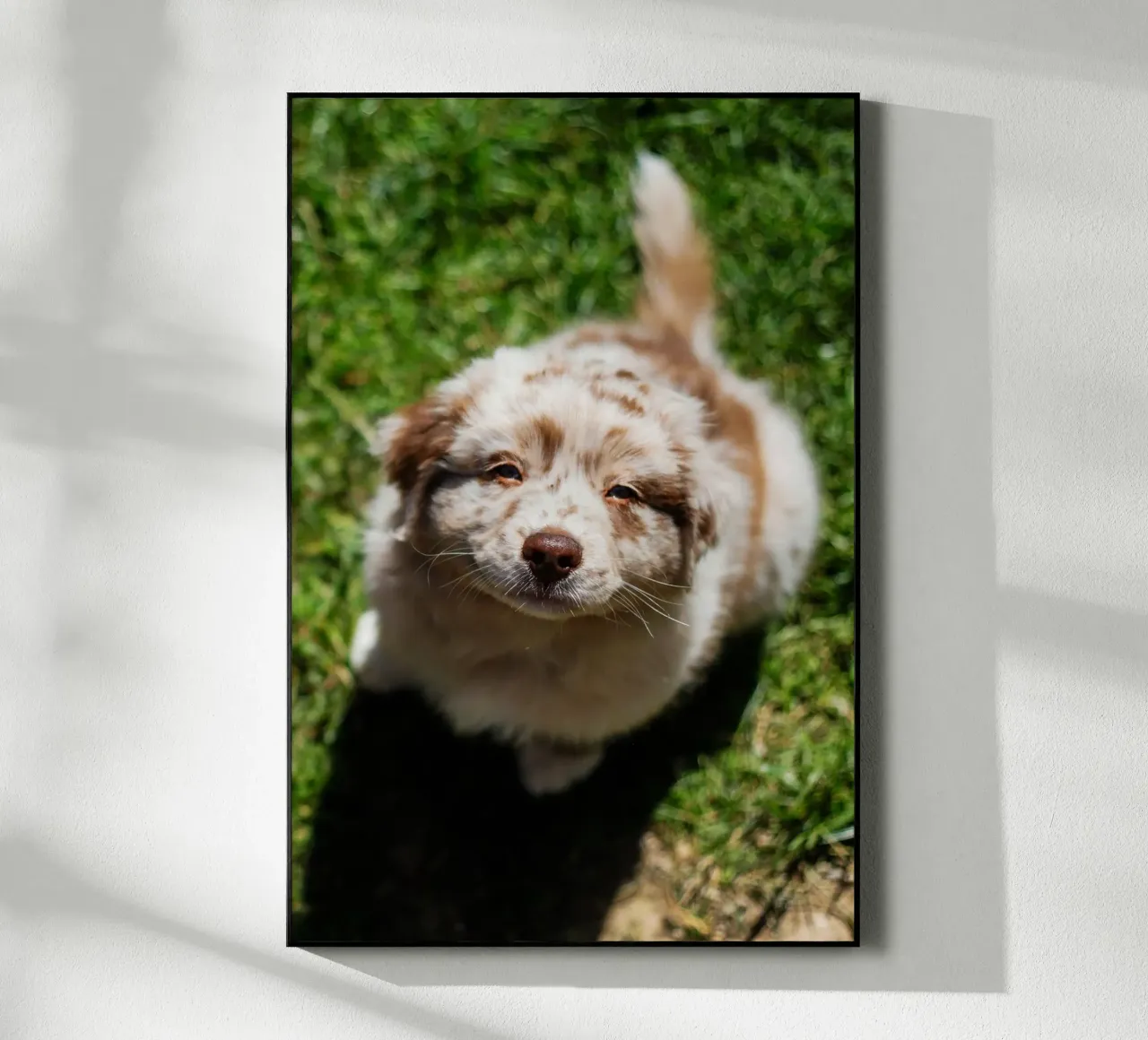 puppy smiling on the grass acrylic glass by animal story home