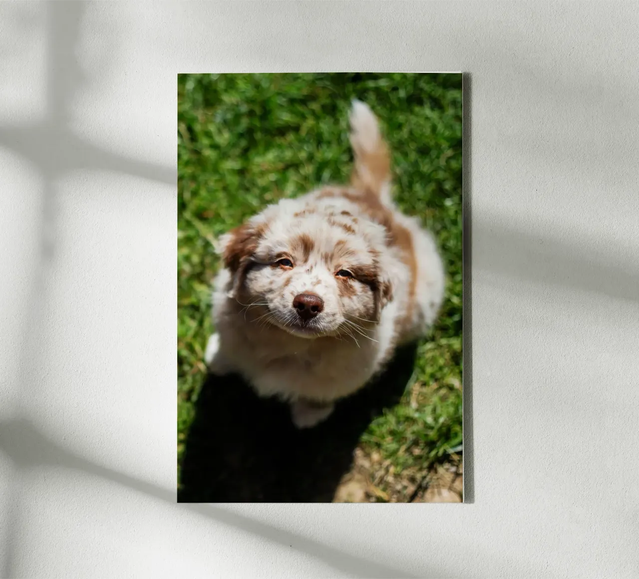 chiot souriant sur l'herbe toile avec Caisse américaine de animal story home