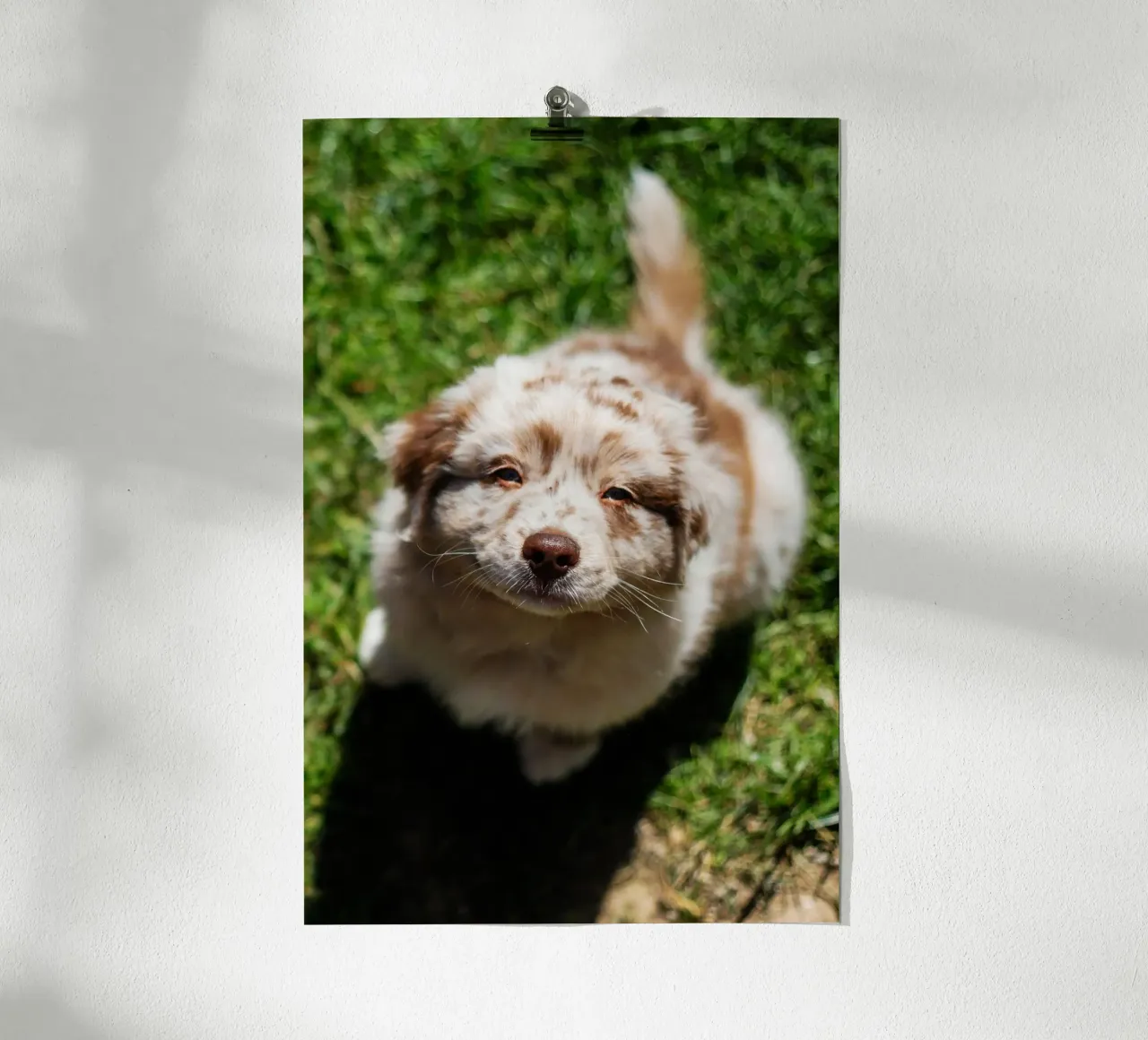 cucciolo che sorride sull'erba carta hahnemühle da animal story home