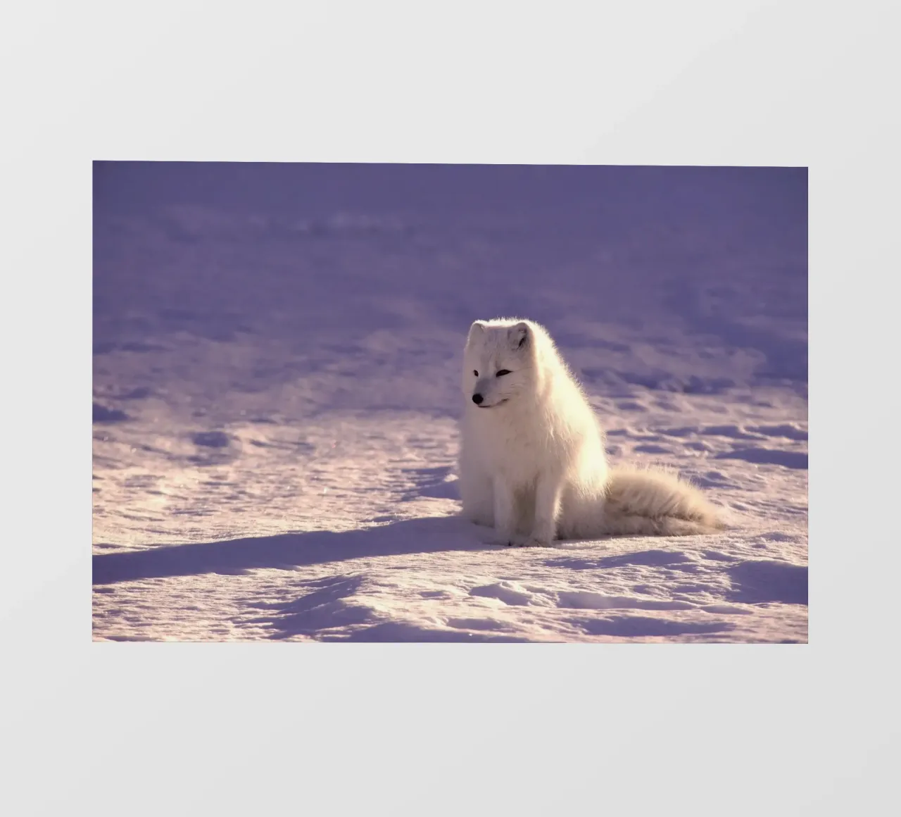 volpe artica sulla neve pellicola backlit da animal story home