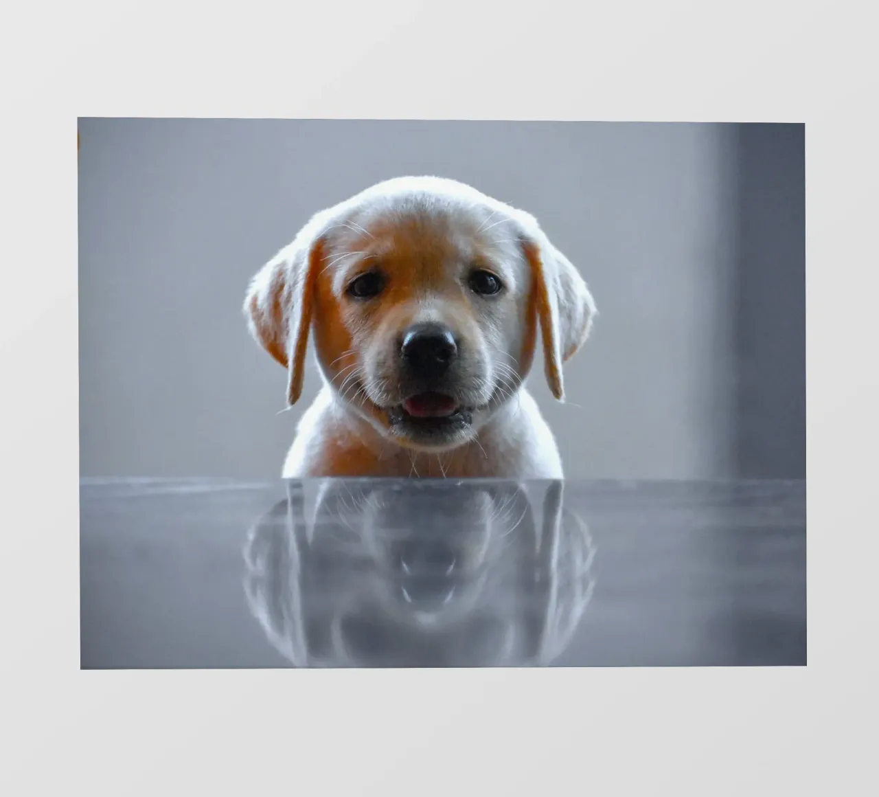 cucciolo di labrador riflessione pellicola backlit da animal story home