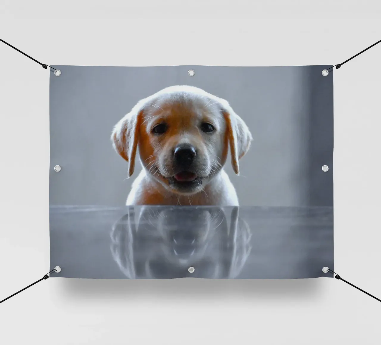 cucciolo di labrador riflessione telo in pvc da animal story home