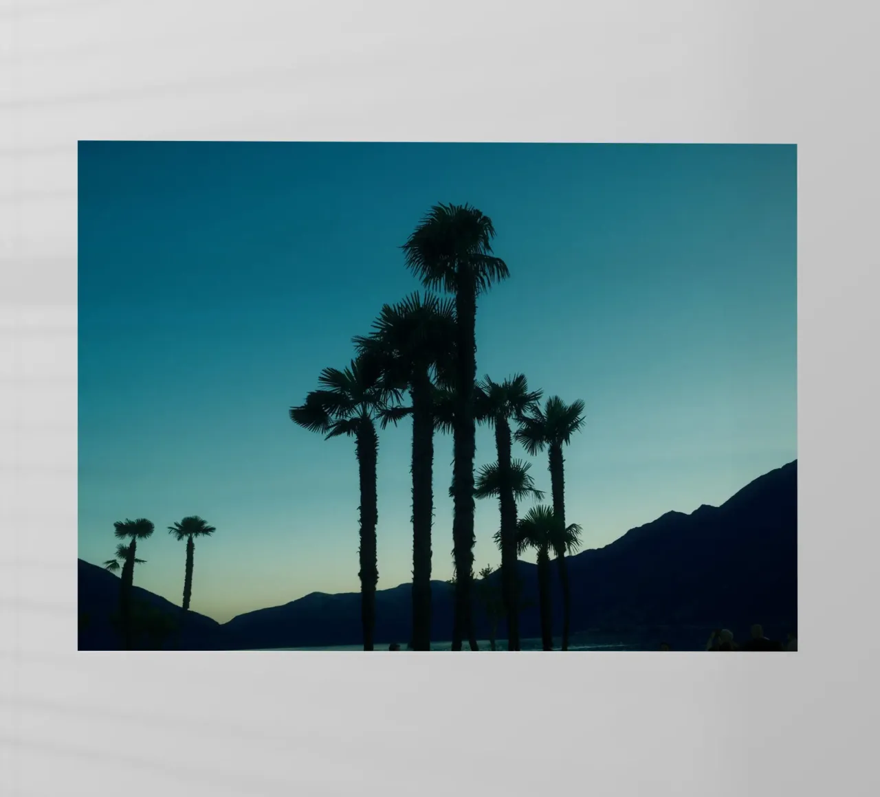 Ascona Palm Silhouettes pellicola backlit da FujiSwiss