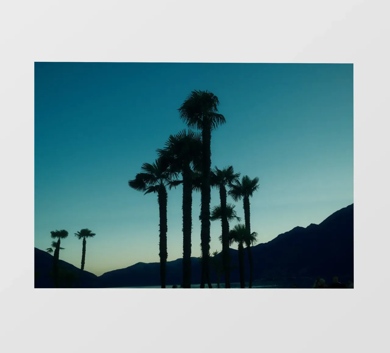 Ascona Palm Silhouettes pellicola backlit da FujiSwiss