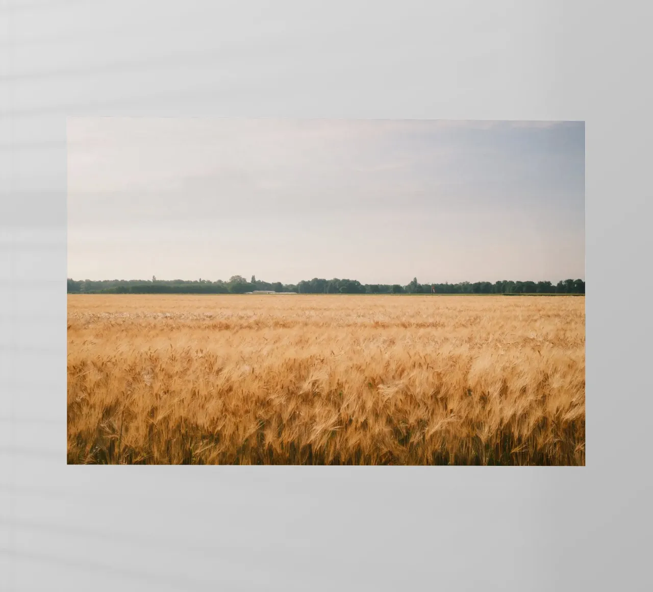Golden Wheat Fields pellicola backlit da FujiSwiss