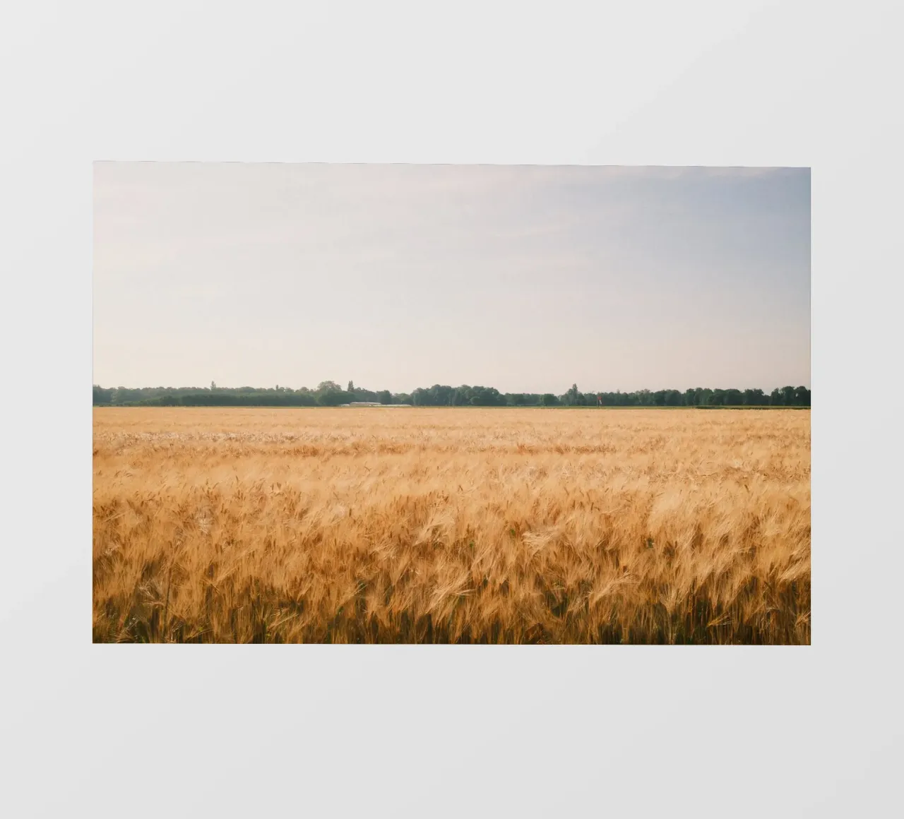 Golden Wheat Fields pellicola backlit da FujiSwiss