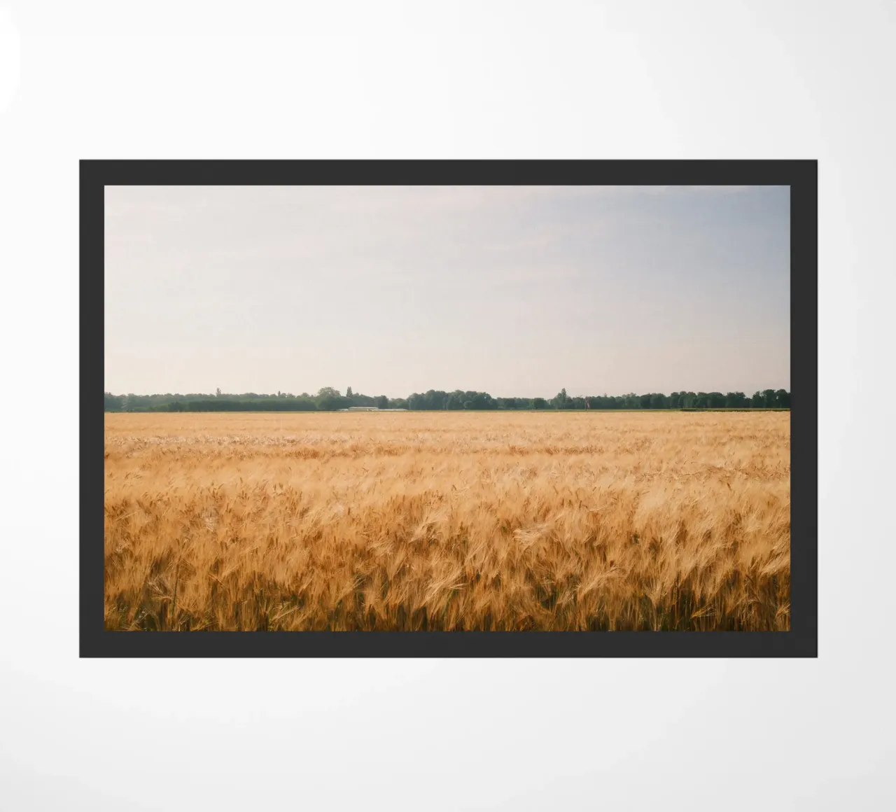 Golden Wheat Fields zerbino da FujiSwiss