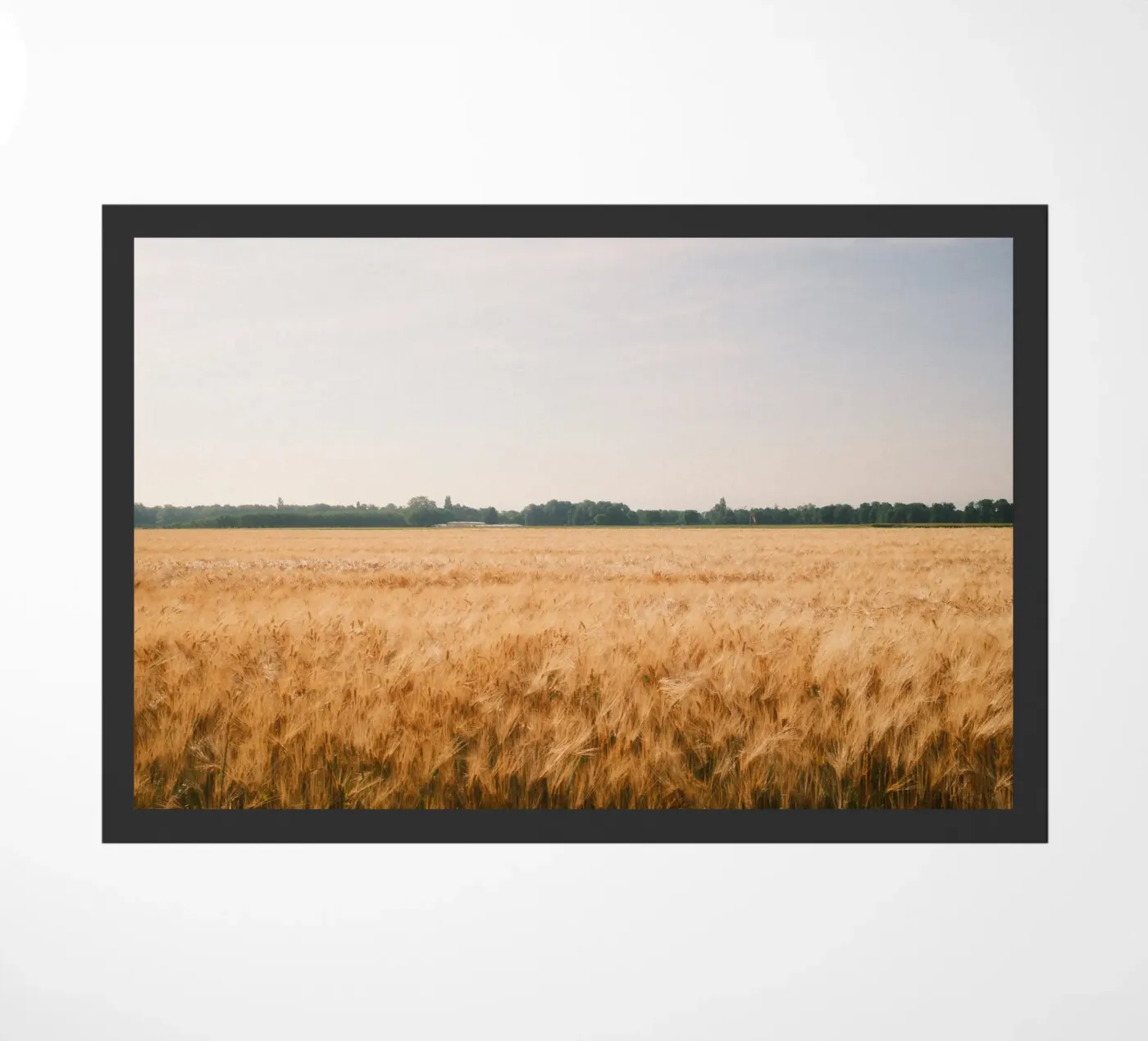 Golden Wheat Fields zerbino da FujiSwiss