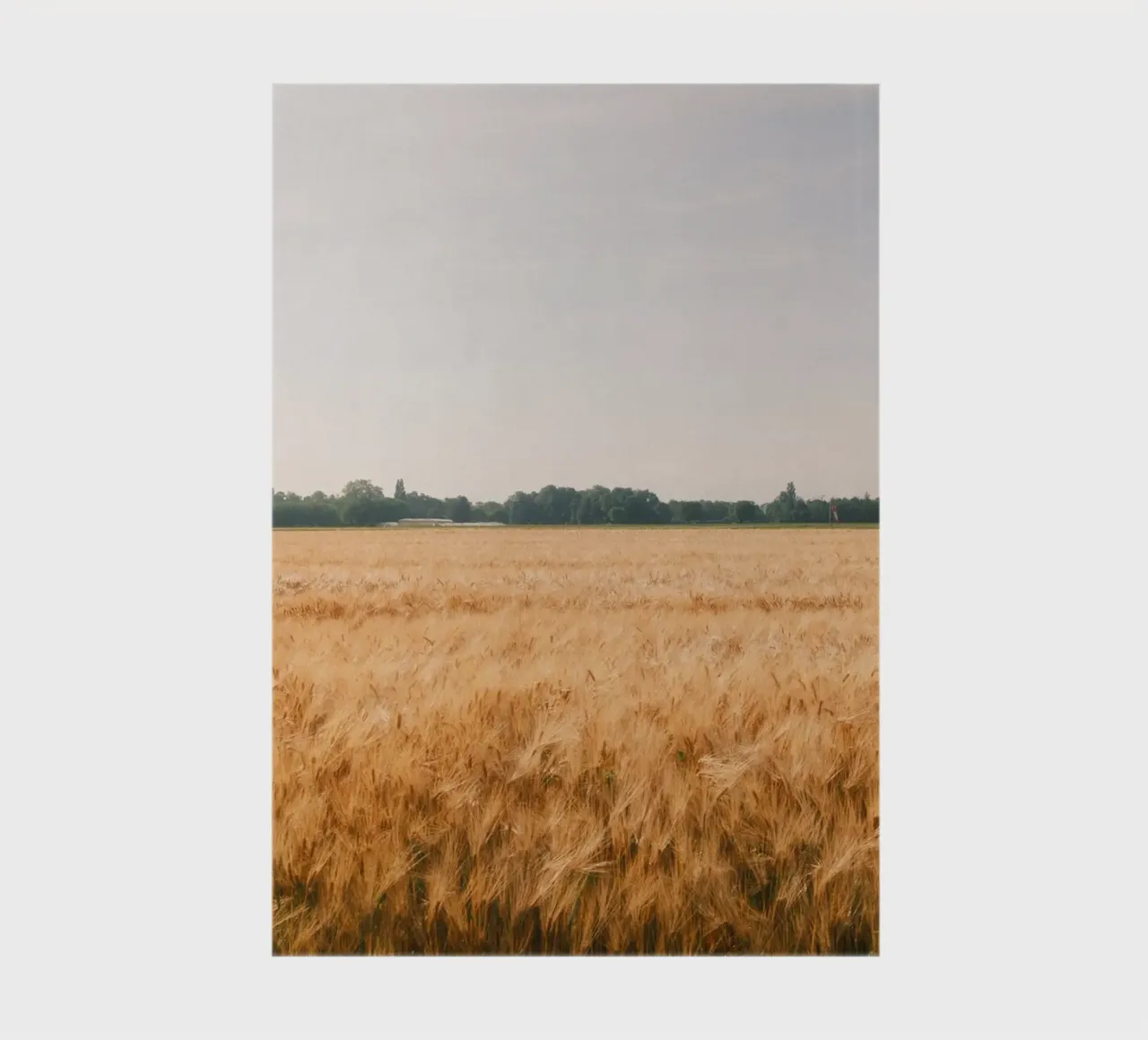 Golden Wheat Fields notebook by FujiSwiss