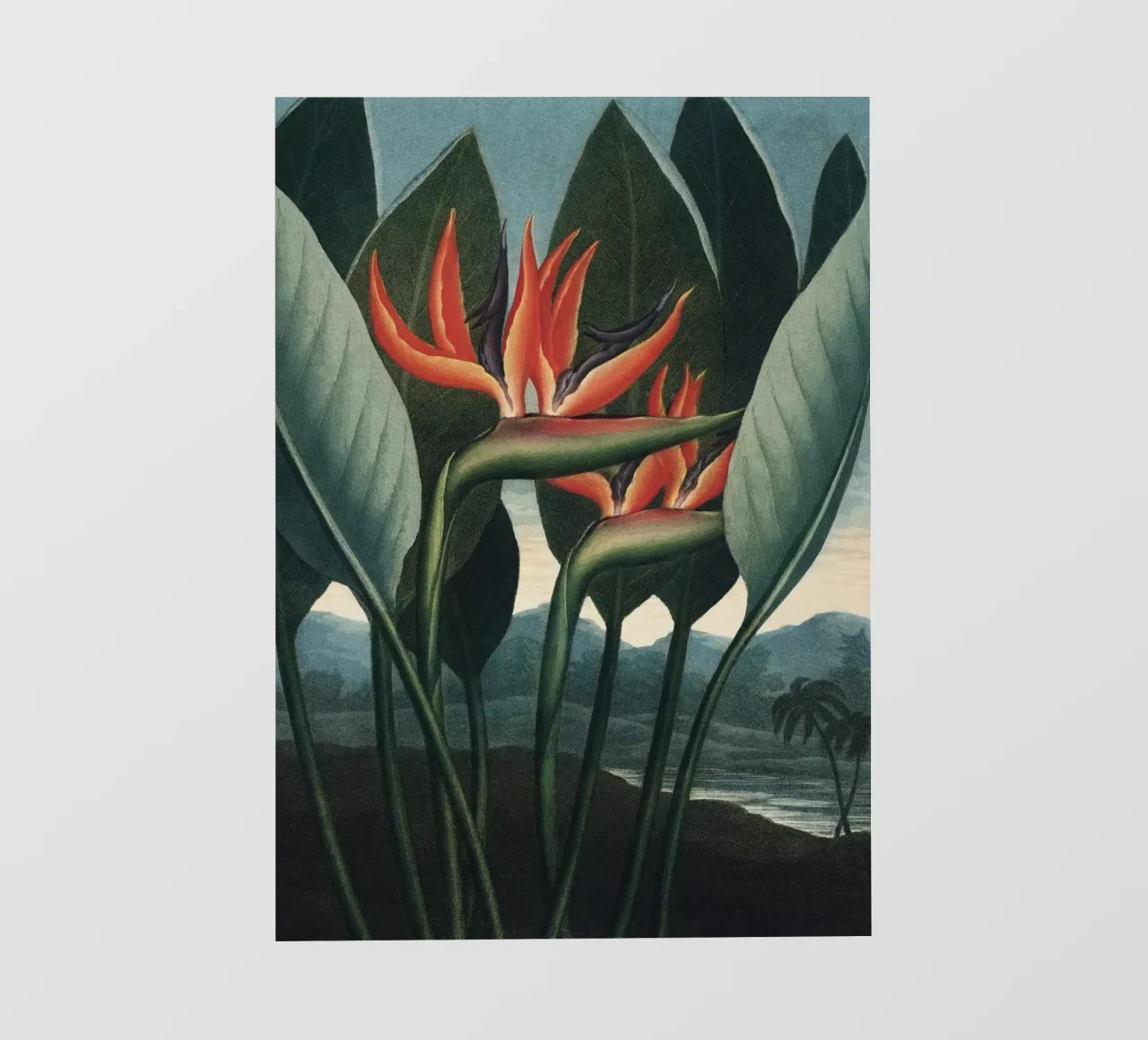 Vintage Thornton 1 The Queen pellicola backlit da Vintage Print Collection
