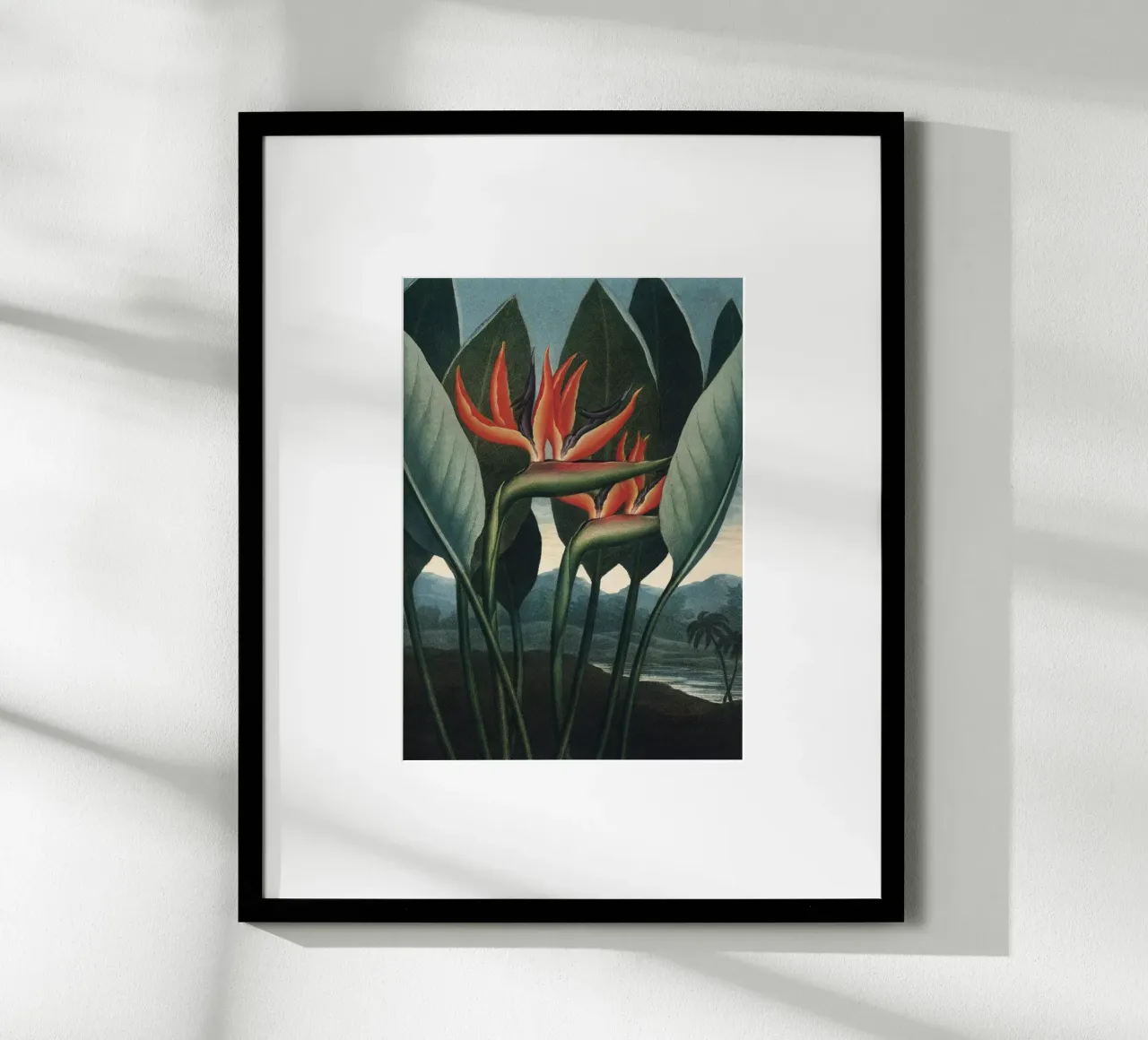 Vintage Thornton 1 The Queen poster con telaio in alluminio da Vintage Print Collection