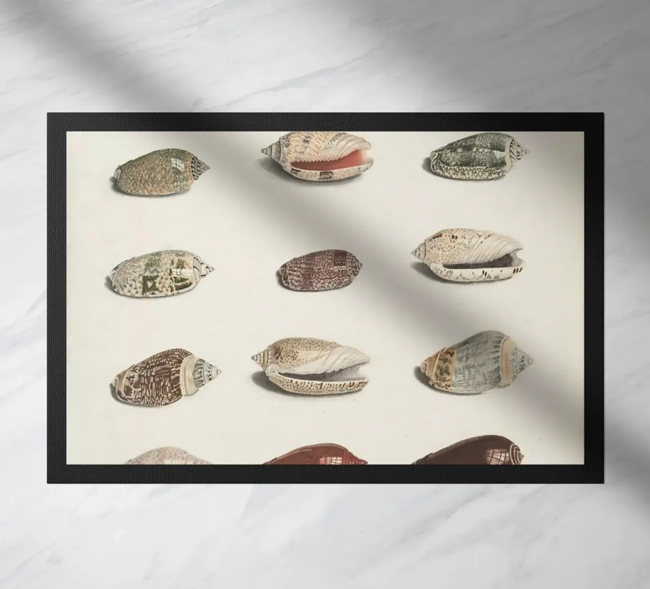 conchiglie molluschi zerbino da Earthly Visions