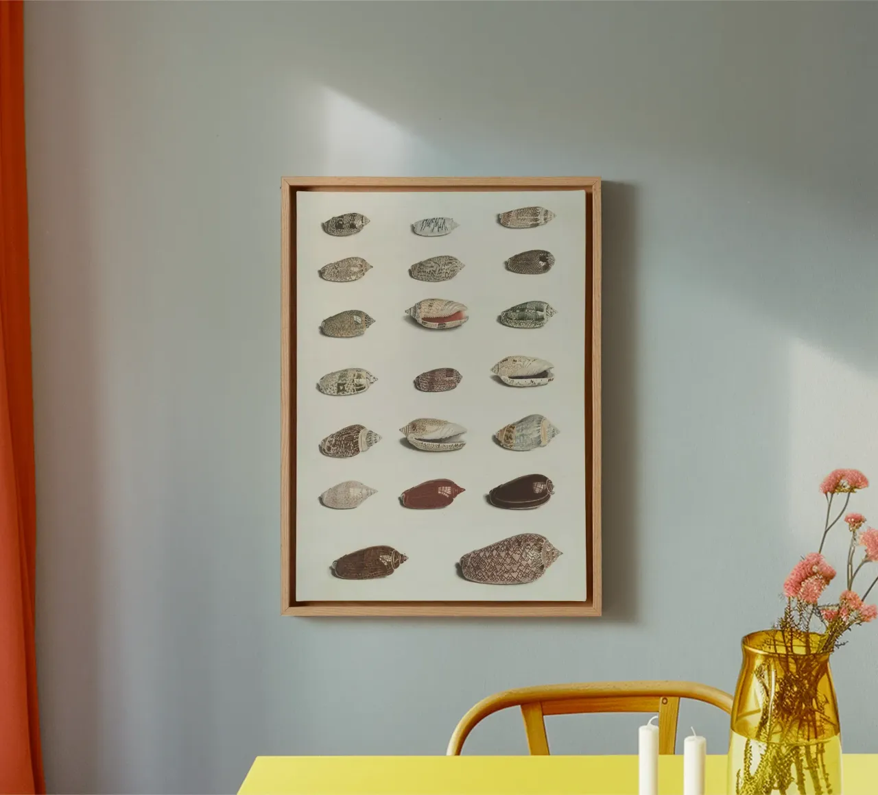 seashells mollusks canvas with Floater frame by Earthly Visions