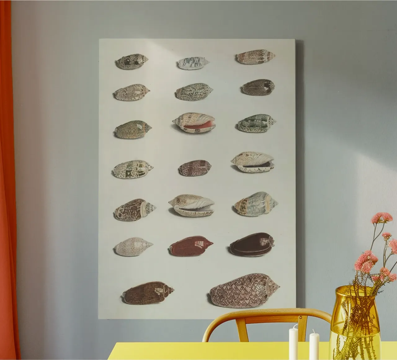 seashells mollusks canvas with Floater frame by Earthly Visions