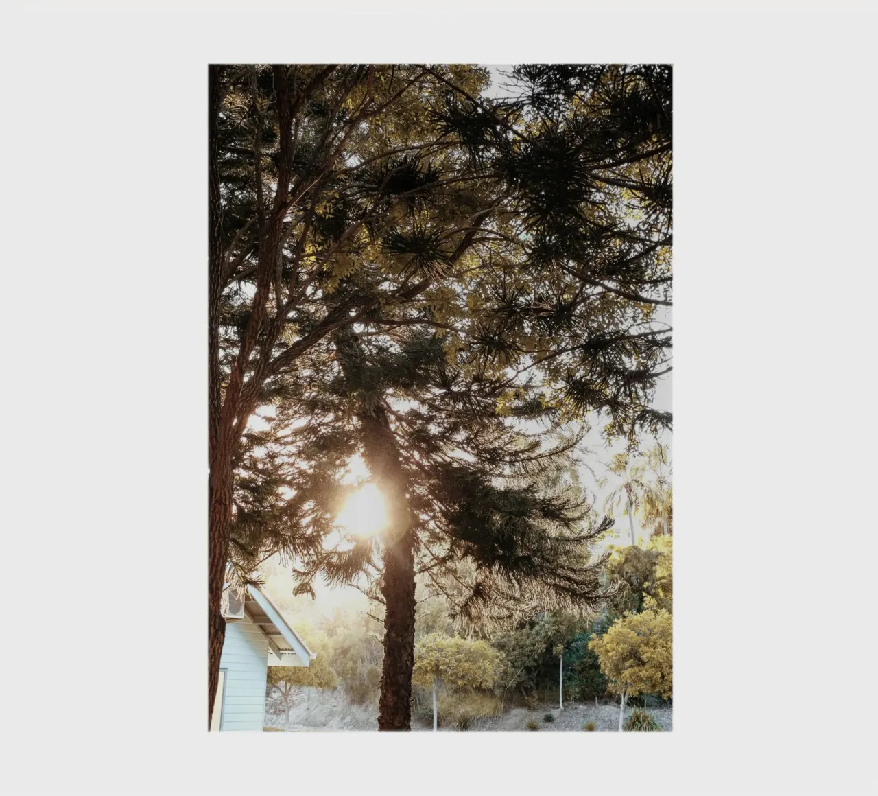 sunbeams and garden notebook by life of sands