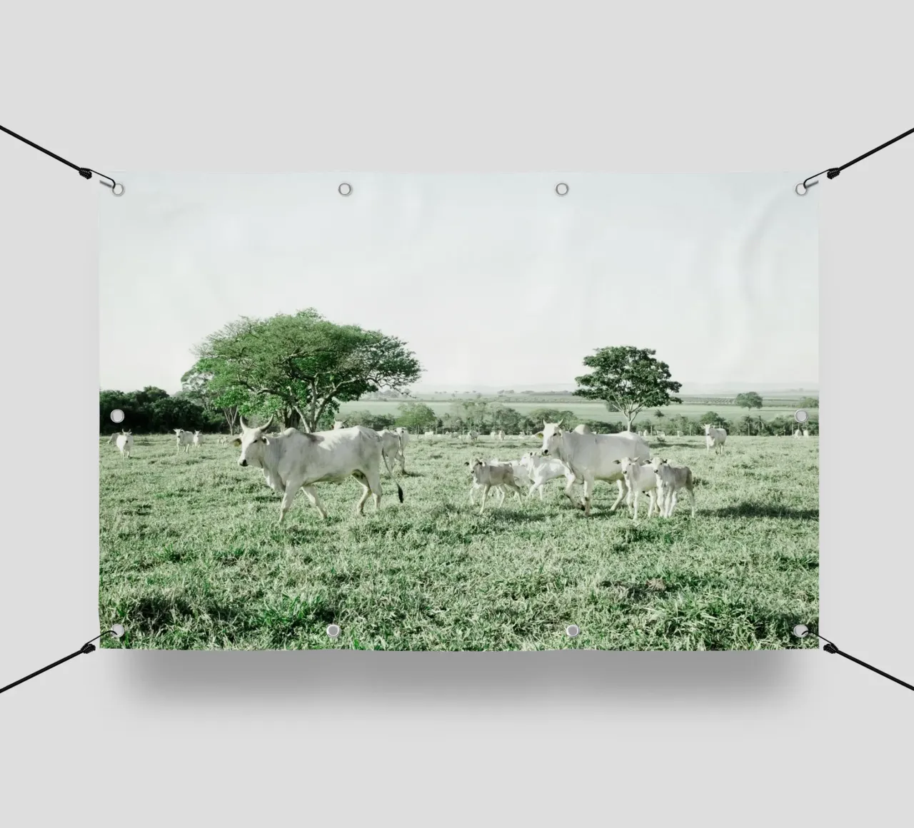 Mucche bianche in un campo verde telo in pvc da KISSA STUDIO