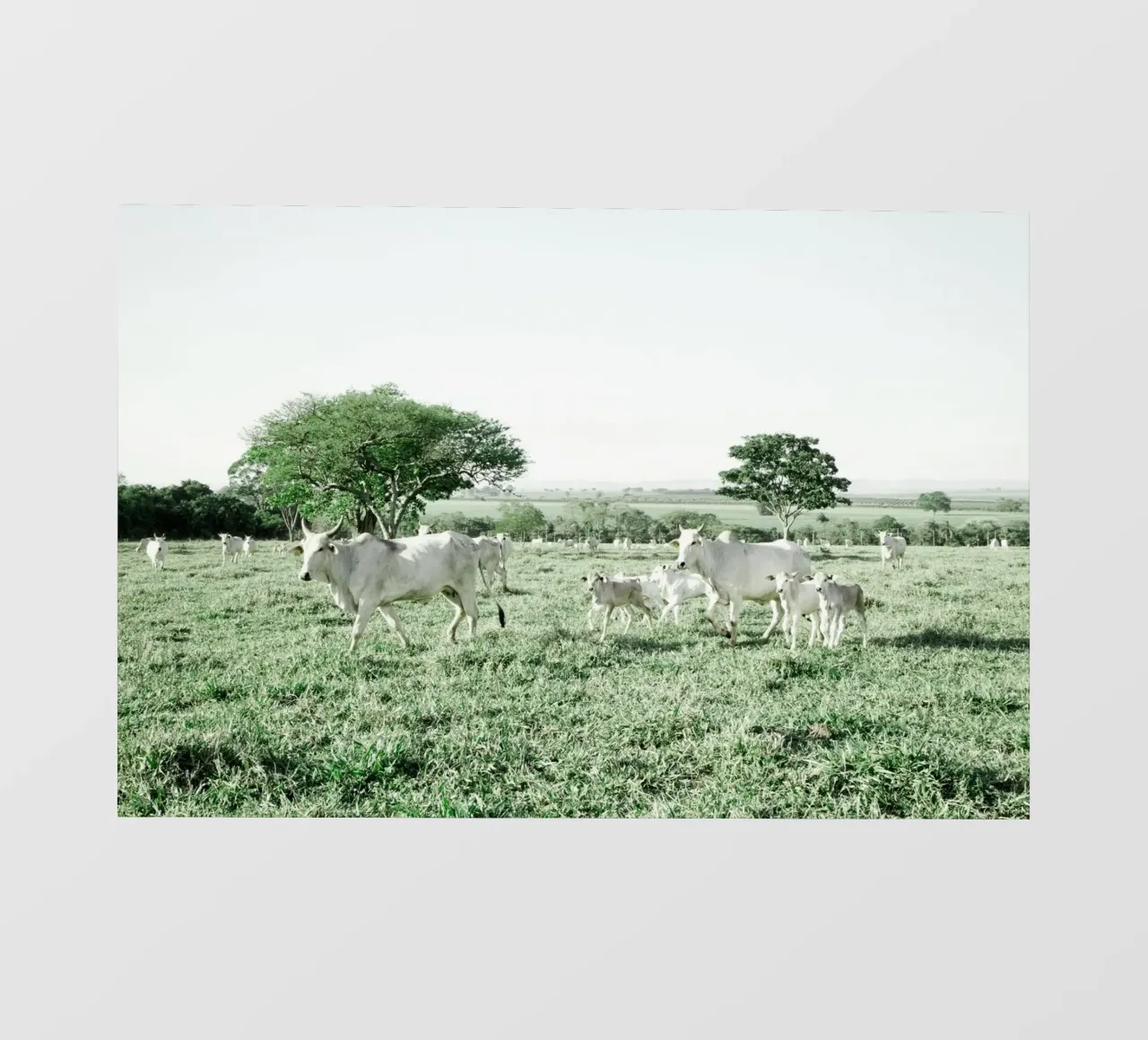 Mucche bianche in un campo verde telo in pvc da KISSA STUDIO