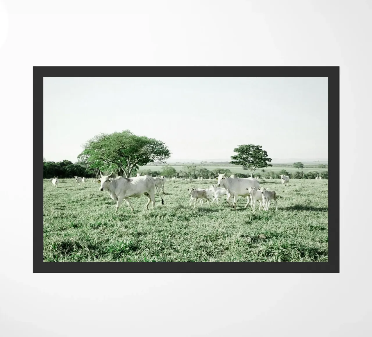 Mucche bianche in un campo verde zerbino da KISSA STUDIO