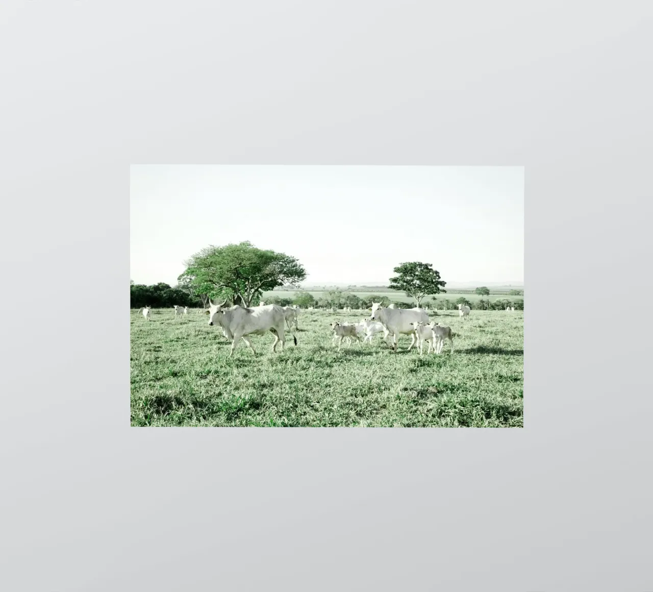 Mucche bianche in un campo verde adesivo da KISSA STUDIO