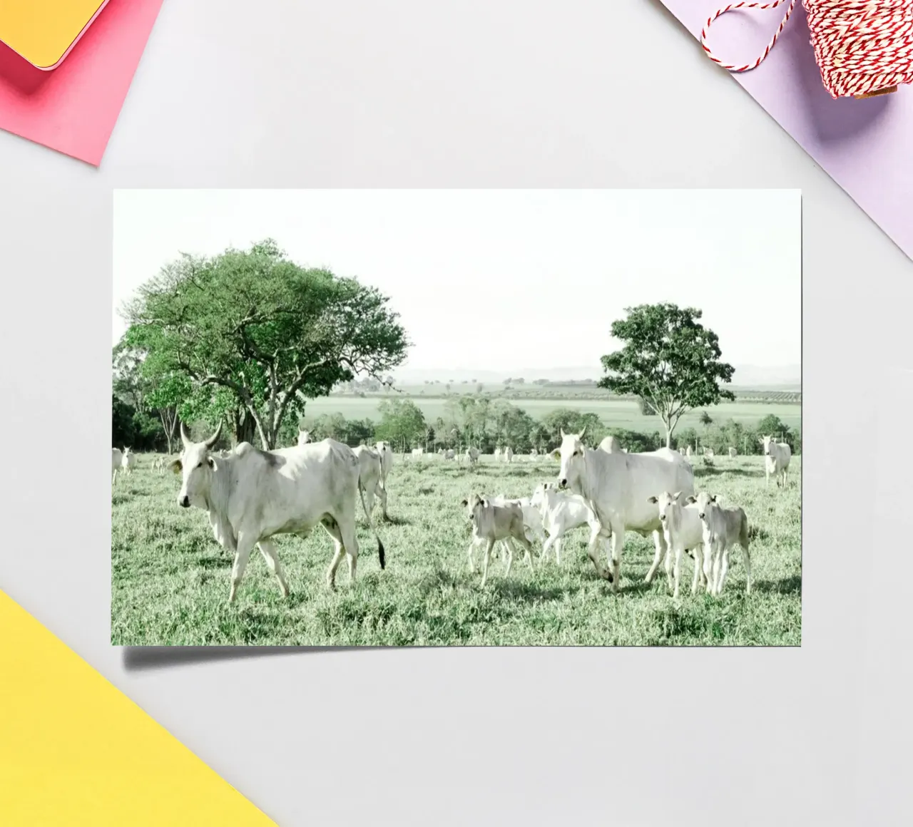 Mucche bianche in un campo verde foglio adesivo da KISSA STUDIO