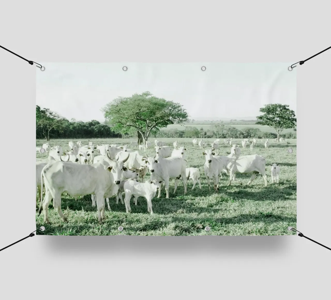 Mucche bianche in un campo verde telo in pvc da KISSA STUDIO