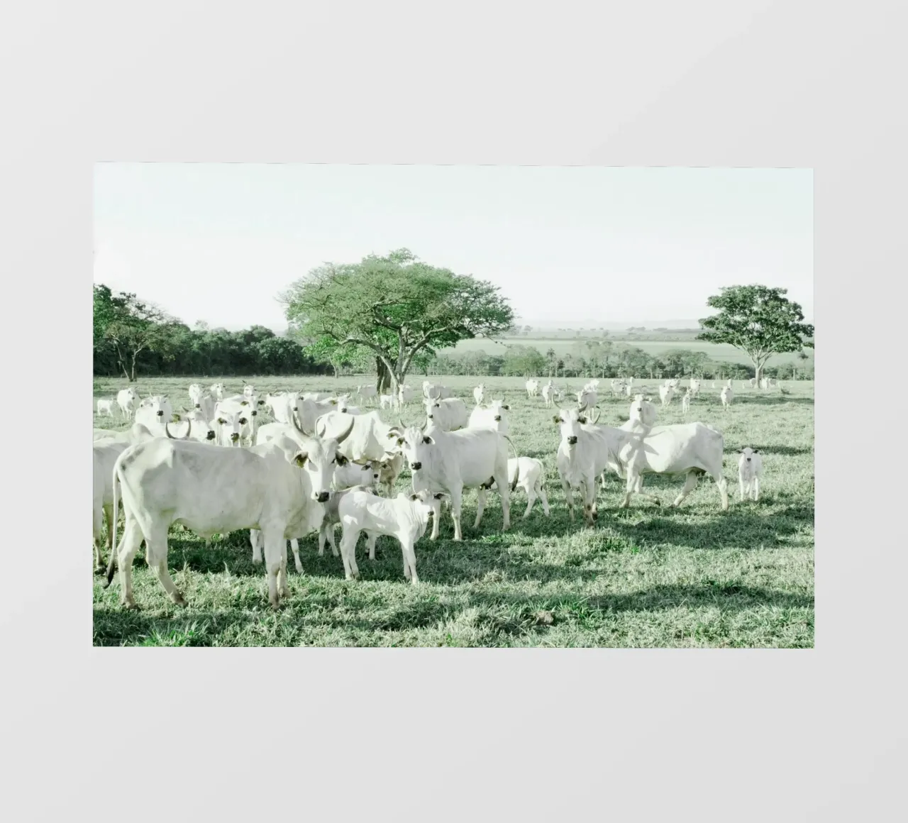 Mucche bianche in un campo verde telo in pvc da KISSA STUDIO