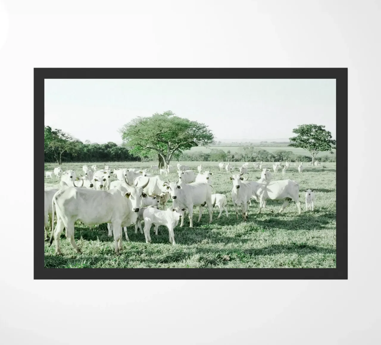 Mucche bianche in un campo verde zerbino da KISSA STUDIO