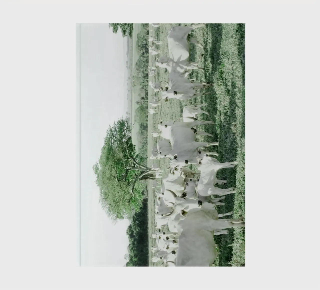 White Cows in Green Field notebook by KISSA STUDIO