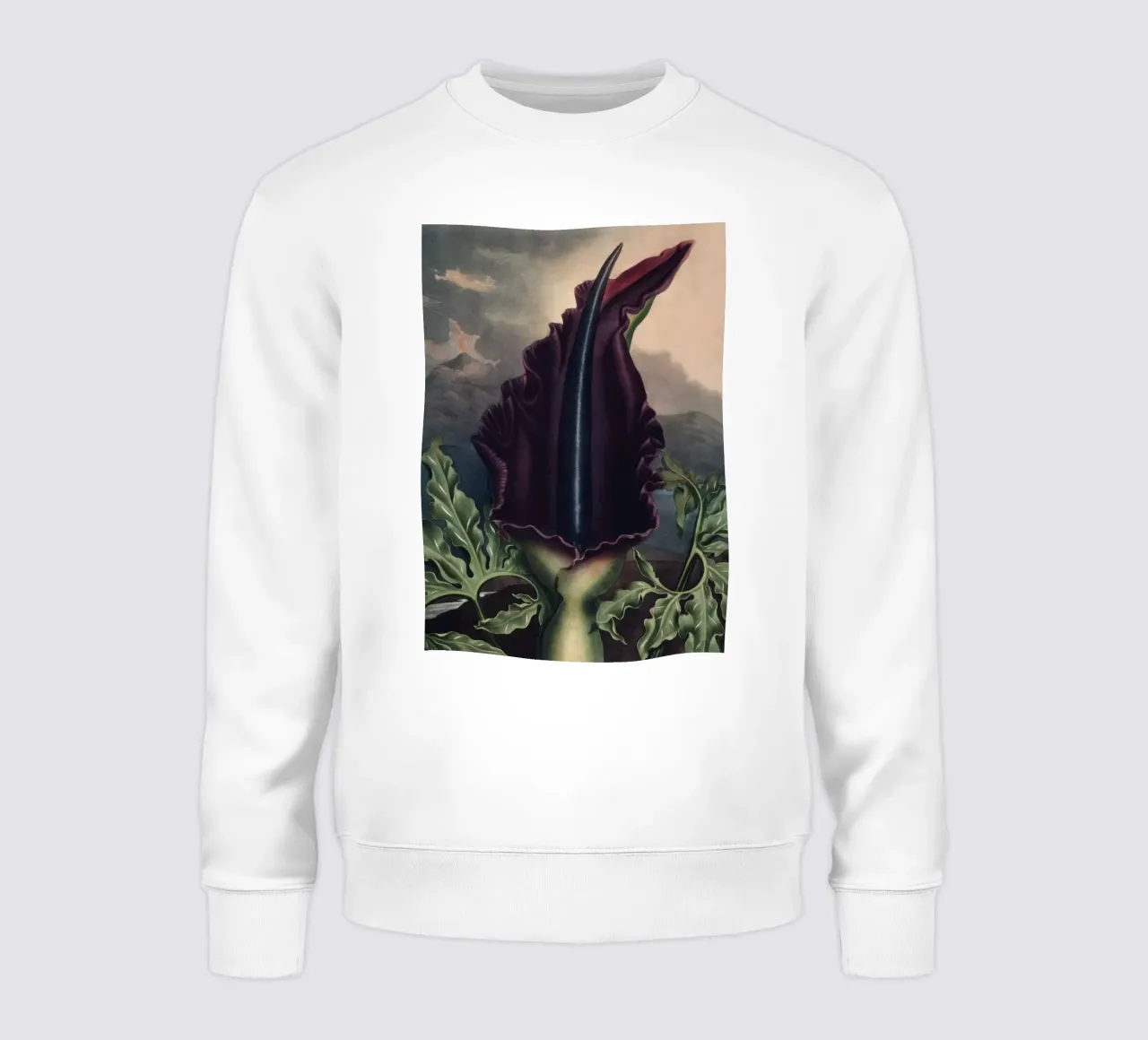 Vintage Thornton 2 Dragon Arum felpa da Vintage Print Collection