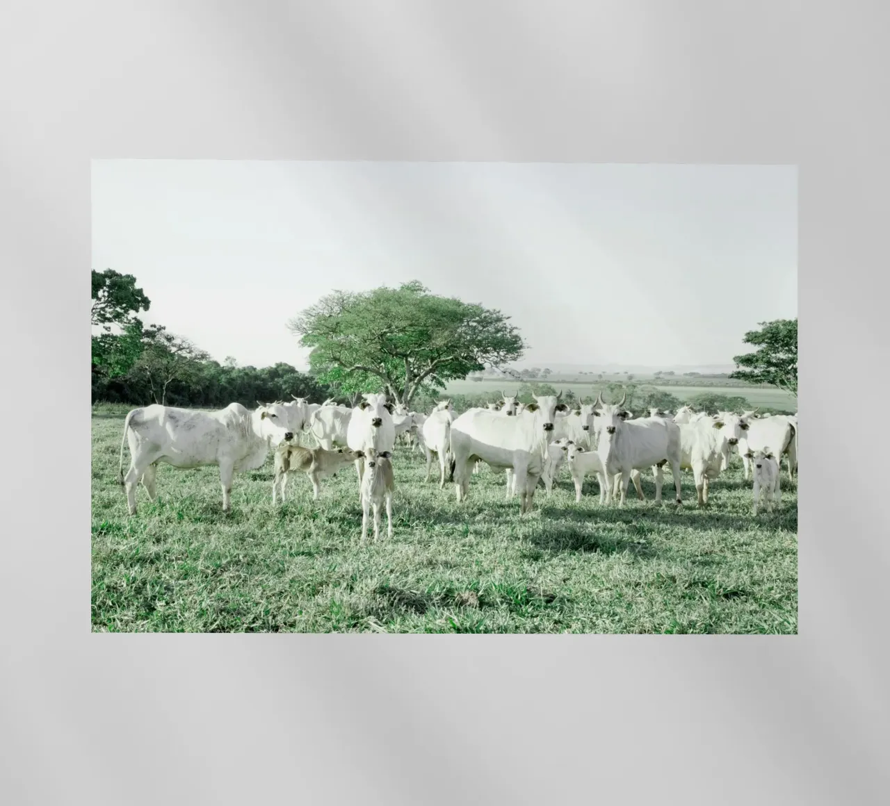 Mucche bianche in un campo verde pellicola backlit da KISSA STUDIO