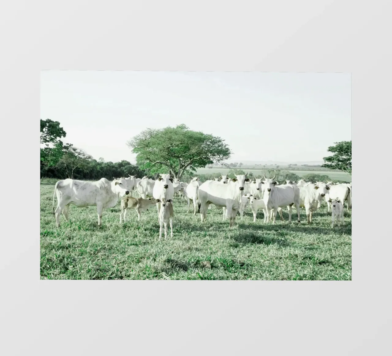 Mucche bianche in un campo verde pellicola backlit da KISSA STUDIO
