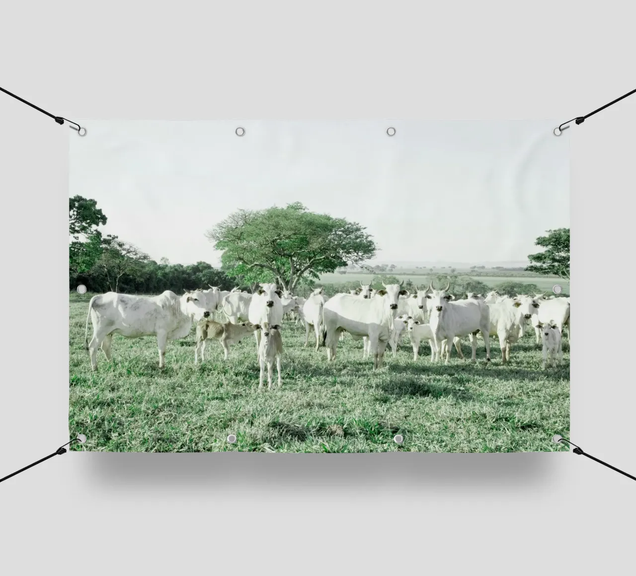 Mucche bianche in un campo verde telo in pvc da KISSA STUDIO