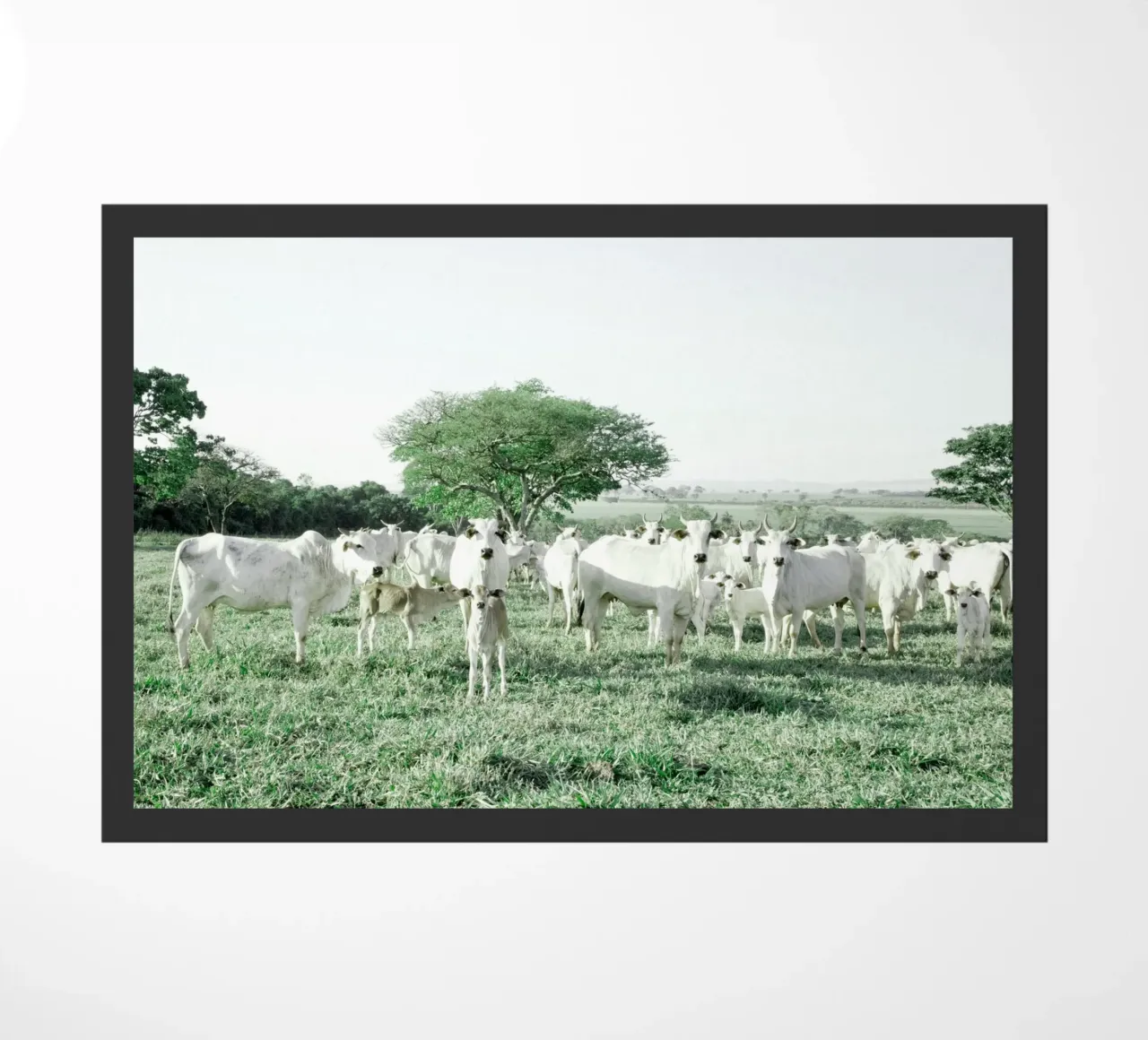 Mucche bianche in un campo verde zerbino da KISSA STUDIO