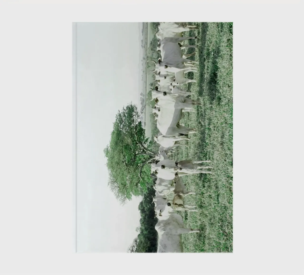 Vaches blanches dans un champ vert carnet de notes de KISSA STUDIO