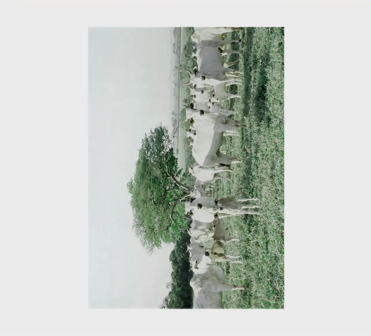 Vaches blanches dans un champ vert carnet de notes de KISSA STUDIO
