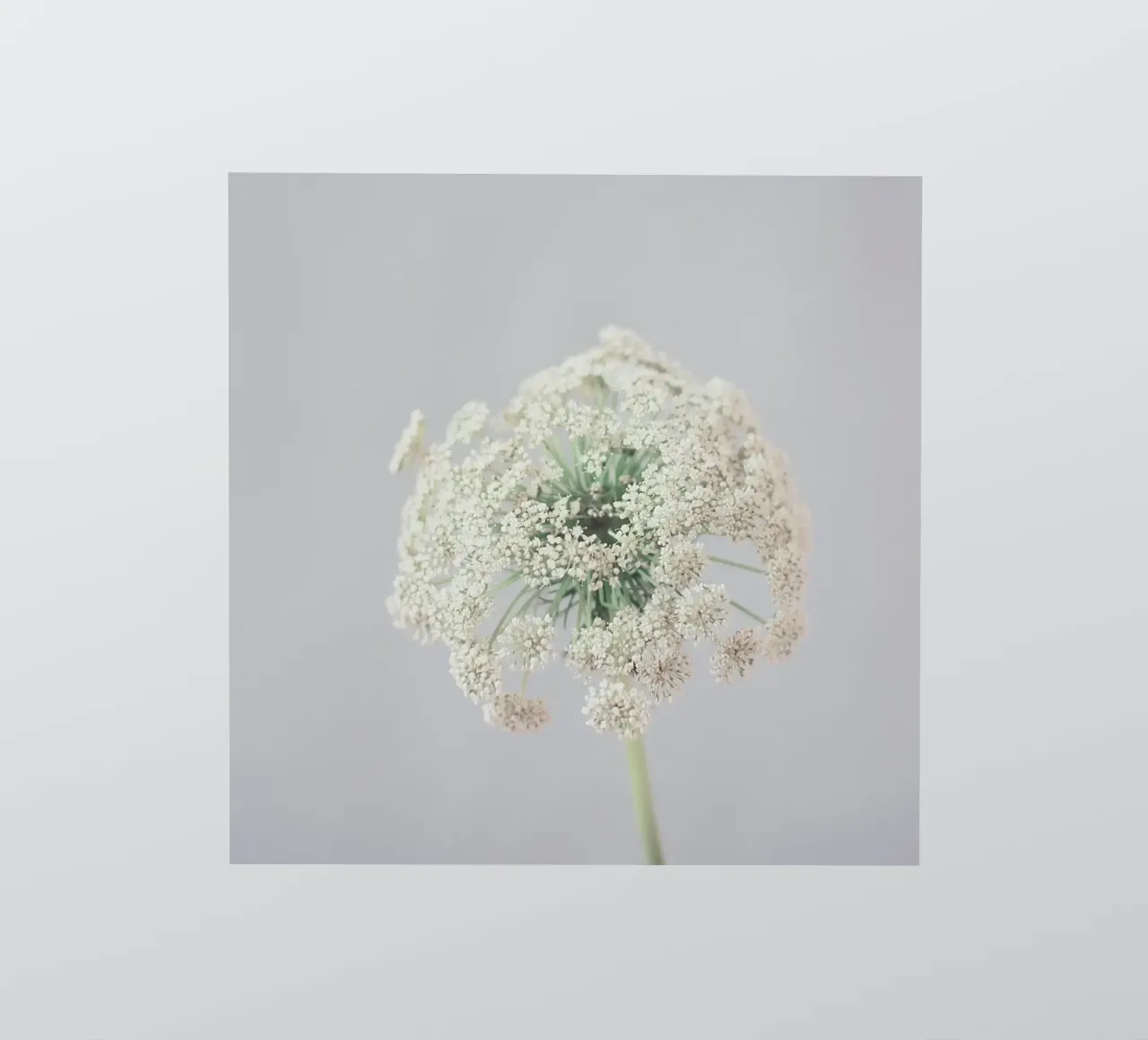 Quietly sticker by Cassia Beck Photography