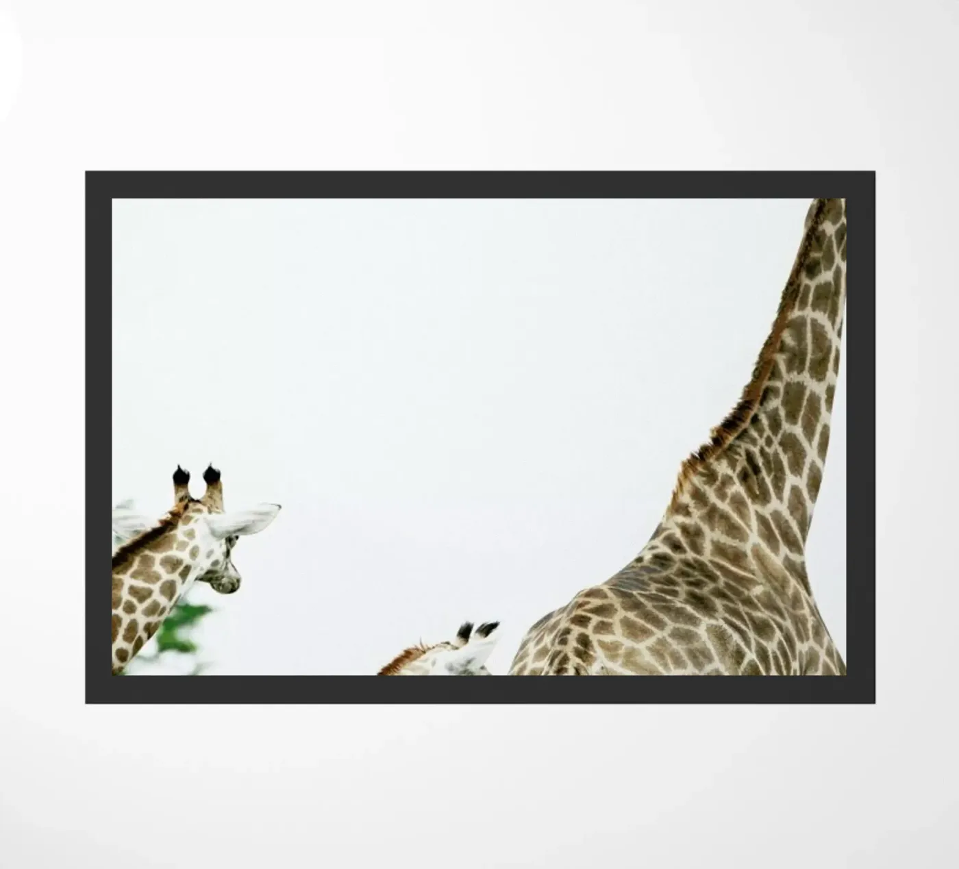 Famdam zerbino da Shot By Clint