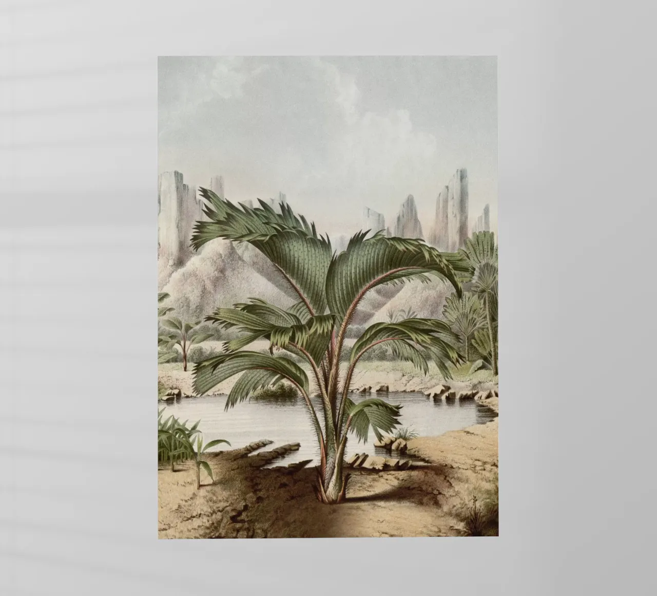 Vintage Houtte 2 Stevensonia Sechellarum pellicola backlit da Vintage Print Collection