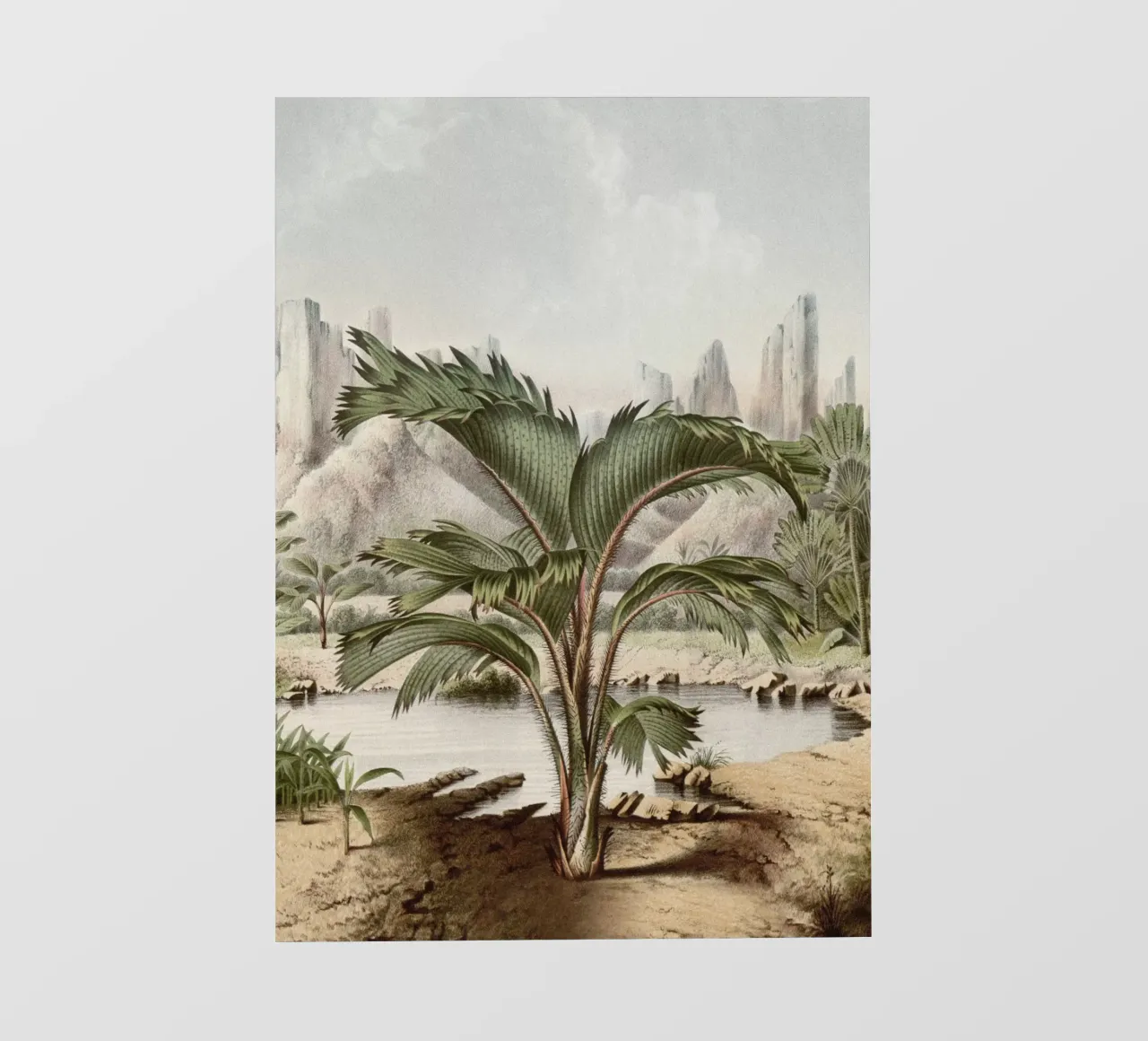 Vintage Houtte 2 Stevensonia Sechellarum pellicola backlit da Vintage Print Collection