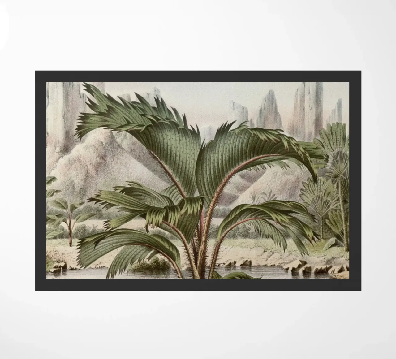 Vintage Houtte 2 Stevensonia Sechellarum zerbino da Vintage Print Collection