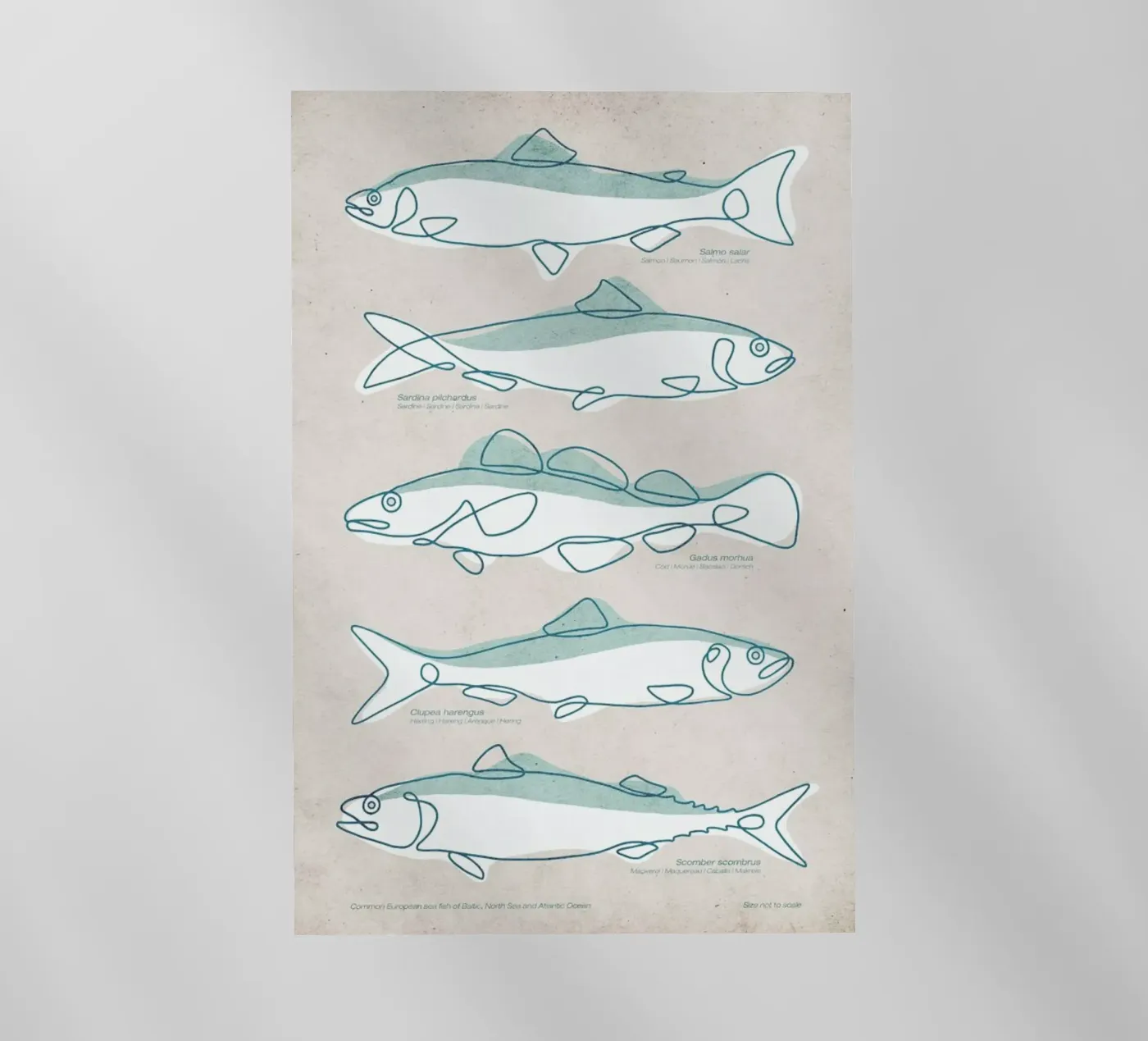 Pisces pellicola backlit da Kuba Gornowicz