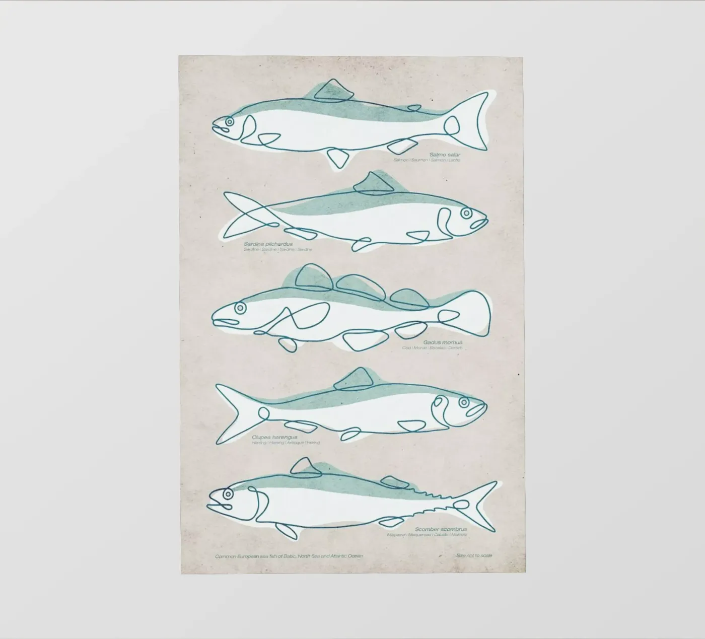 Pisces pellicola backlit da Kuba Gornowicz