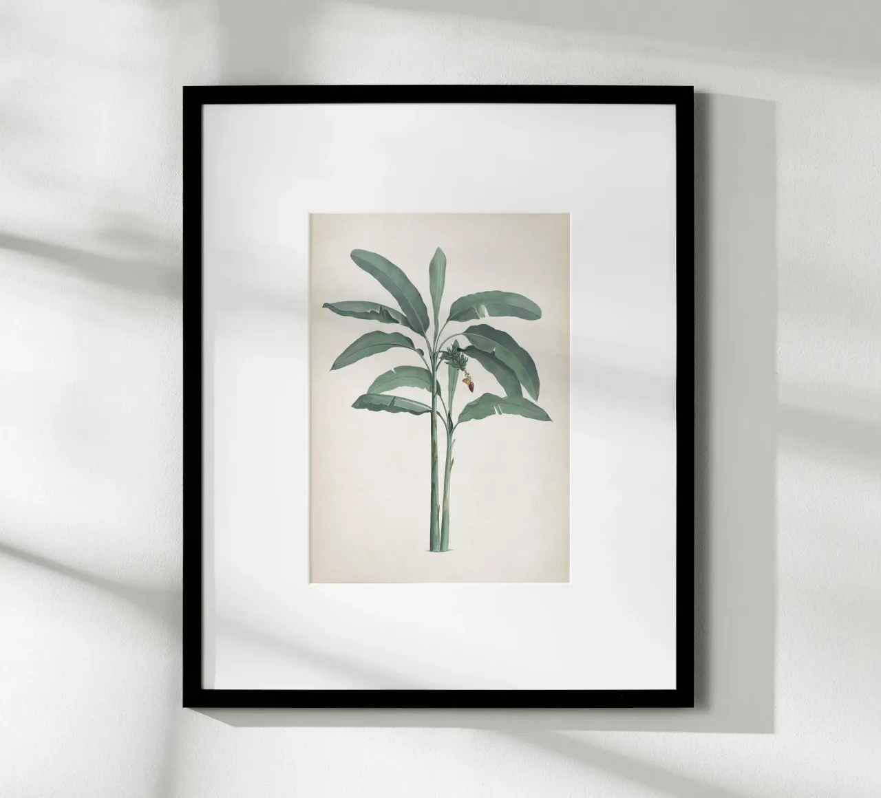 Vintage Redouté 2 Musa Paradisiaca poster con telaio in alluminio da Vintage Print Collection