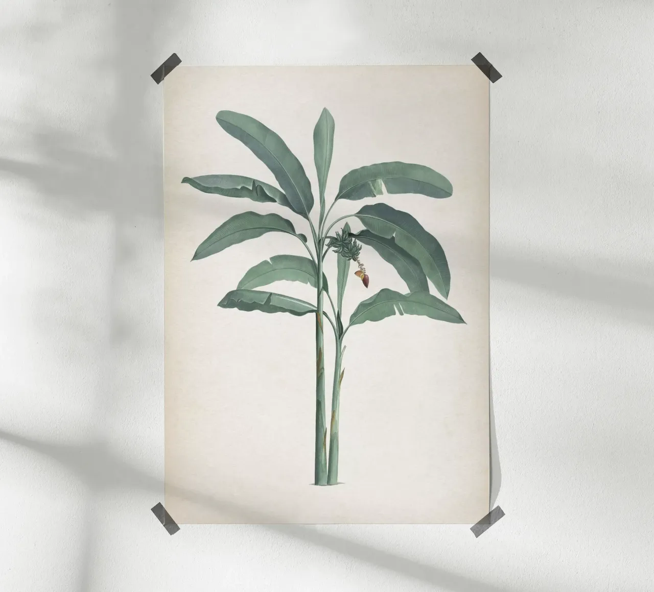 Vintage Redouté 2 Musa Paradisiaca poster con telaio in alluminio da Vintage Print Collection