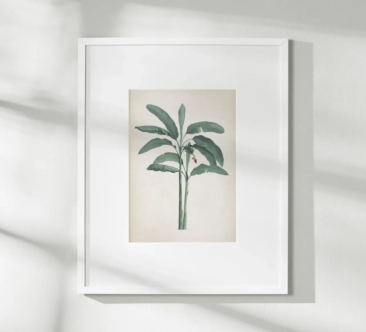 Vintage Redouté 2 Musa Paradisiaca poster con telaio in alluminio da Vintage Print Collection